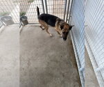 Small Photo #2 German Shepherd Dog Puppy For Sale in Monte Vista, CO, USA
