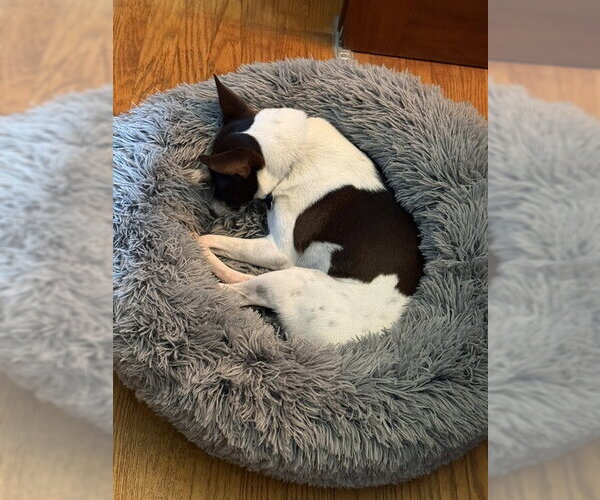 Medium Photo #9 Rat Terrier Puppy For Sale in East Derry, NH, USA
