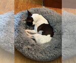 Small #8 Rat Terrier