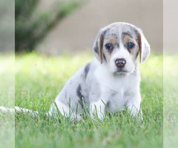 Medium Photo #1 Beagle Puppy For Sale in MYERSTOWN, PA, USA