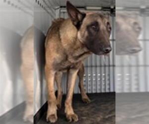 Mutt Dogs for adoption in Bakersfield, CA, USA