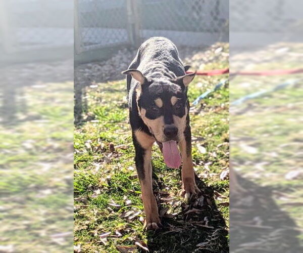 Medium Photo #1 Rottweiler-Unknown Mix Puppy For Sale in Texas City, TX, USA