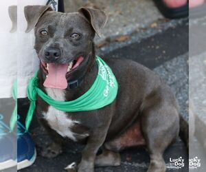 Basset Hound-Labrador Retriever Mix Dogs for adoption in Washington, DC, USA