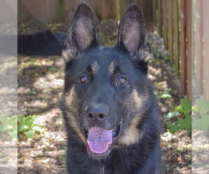 German Shepherd Dog Dogs for adoption in Huntley, IL, USA