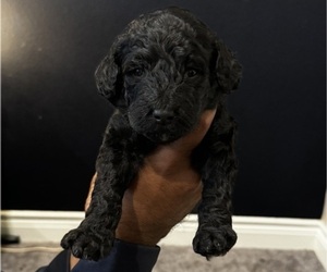 Double Doodle Puppy for sale in SPRING BRANCH, TX, USA