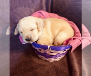 Labrador Retriever Puppy for sale in SULLIVAN, MO, USA