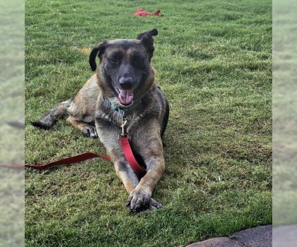 Medium Photo #3 German Shepherd Dog-Unknown Mix Puppy For Sale in Las Vegas, NV, USA