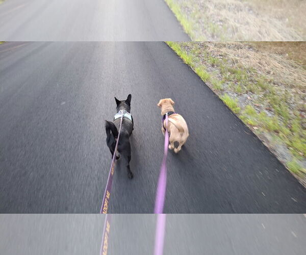 Medium Photo #14 Chiweenie Puppy For Sale in Sebec, ME, USA