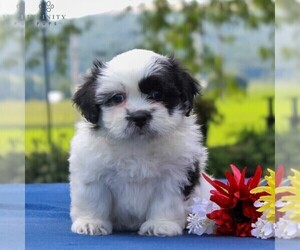 Zuchon Puppy for sale in NARVON, PA, USA