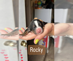 Small Photo #6 Bernese Mountain Dog Puppy For Sale in ENOCH, UT, USA