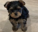 Puppy Puppy 2 Yorkshire Terrier