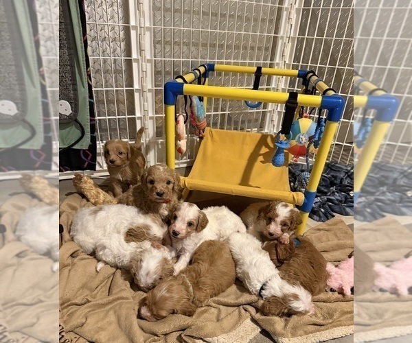 Medium Photo #26 Goldendoodle (Miniature) Puppy For Sale in ELBERT, CO, USA