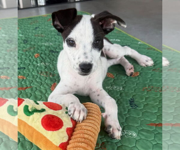 Medium Photo #6 Feist Terrier-Labrador Retriever Mix Puppy For Sale in GILBERTS, IL, USA