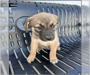 Border Collie-Chihuahua Mix Dogs for adoption in Frisco, CO, USA