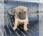 Small Border Collie Mix