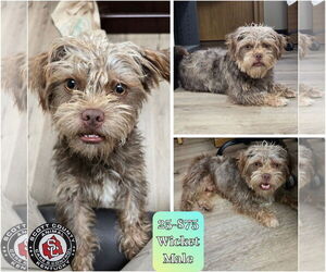 Mutt Dogs for adoption in Georgetown, KY, USA