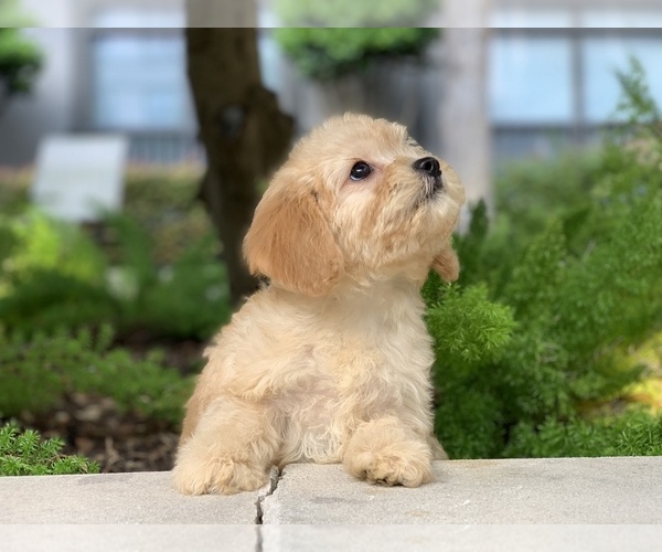 Medium Photo #3 Cavachon Puppy For Sale in HOUSTON, TX, USA