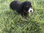 Small Photo #6 Miniature Bernedoodle Puppy For Sale in SIGOURNEY, IA, USA
