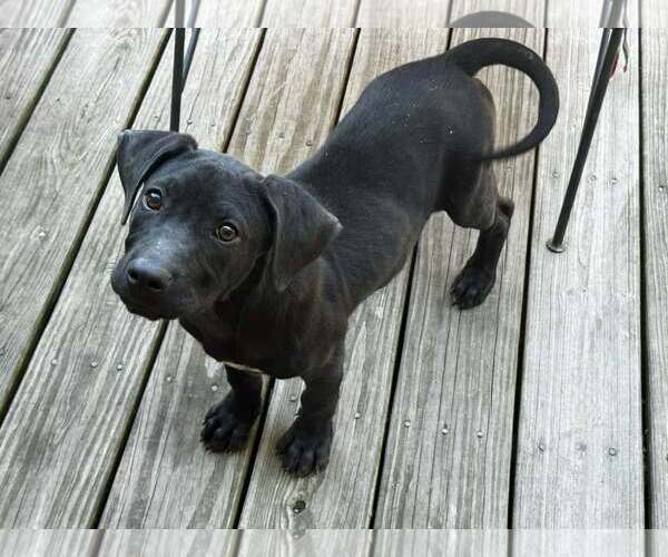 Medium Photo #1 Mutt Puppy For Sale in Royal Palm Beach, FL, USA