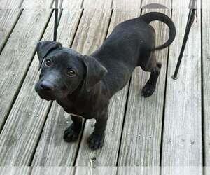 Mutt Dogs for adoption in Royal Palm Beach, FL, USA