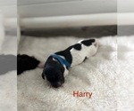 Puppy Harry Double Doodle