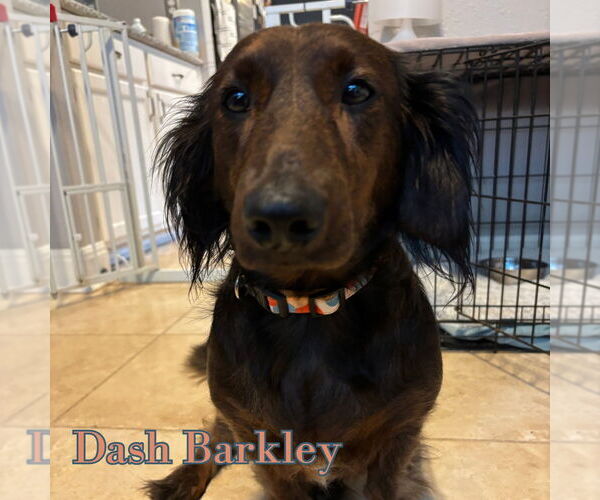 Medium Photo #2 Dachshund Puppy For Sale in San Antonio, TX, USA