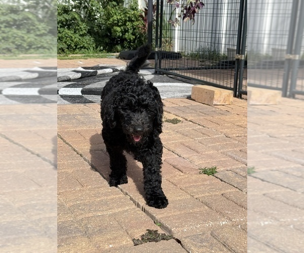 Medium Photo #32 Goldendoodle Puppy For Sale in GIBSONTON, FL, USA