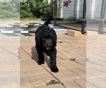 Small Photo #7 Goldendoodle Puppy For Sale in GIBSONTON, FL, USA