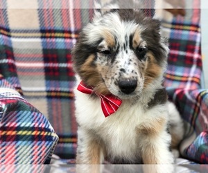 Australian Shepherd Puppy for sale in DELTA, PA, USA