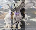 Puppy BELLA Great Dane