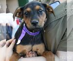 Small #3 Labrador Retriever Mix