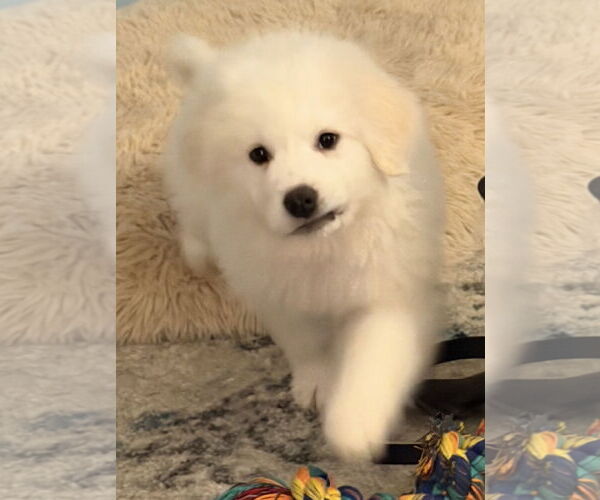 Medium Photo #1 Great Pyrenees-Unknown Mix Puppy For Sale in Clarkston, MI, USA