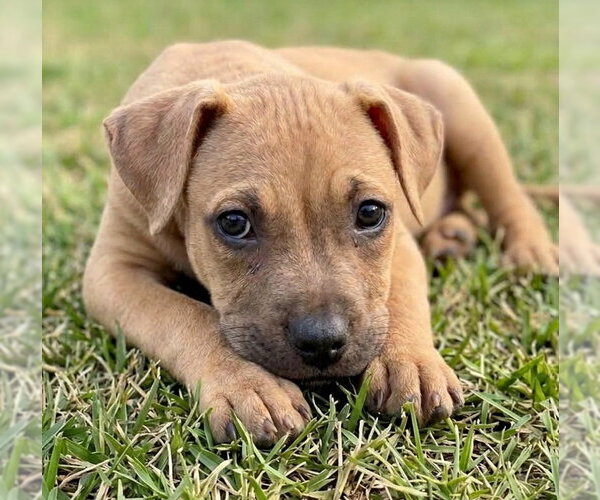 Medium Photo #3 Boxer-Unknown Mix Puppy For Sale in Grovertown, IN, USA