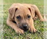 Small #2 Boxer Mix
