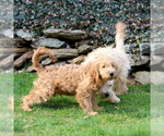 Small Photo #5 English Cream Golden Retriever-Poodle (Miniature) Mix Puppy For Sale in QUARRYVILLE, PA, USA
