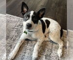Small #5 American Pit Bull Terrier Mix