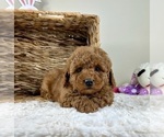 Small #3 Goldendoodle (Miniature)