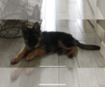 Small #16 German Shepherd Dog