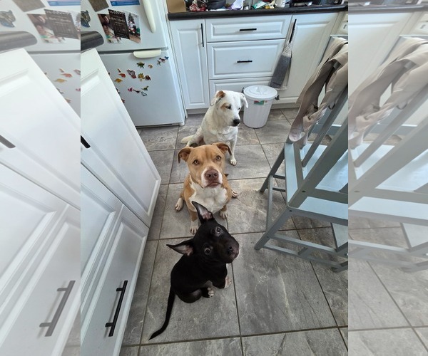 Medium Photo #11 American Bulldog-Unknown Mix Puppy For Sale in Oro Medonte, Ontario, Canada