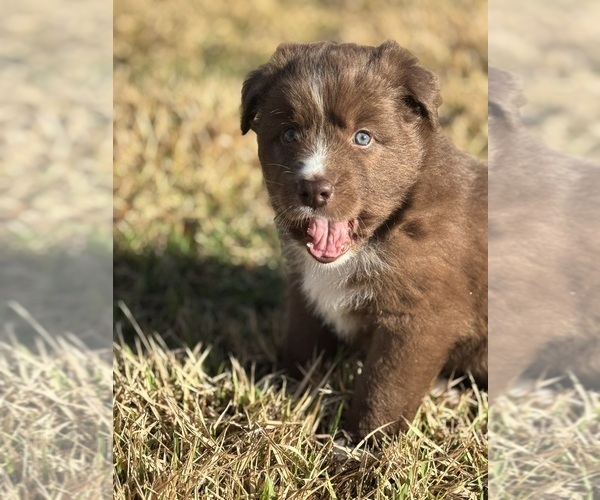 Medium Photo #4 Australian Shepherd Puppy For Sale in PANAMA CITY, FL, USA