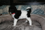 Puppy 1 Labradoodle