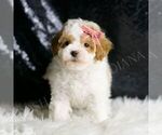 Small #4 Maltipoo