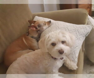 Maltese-Unknown Mix Dogs for adoption in Columbus, IN, USA