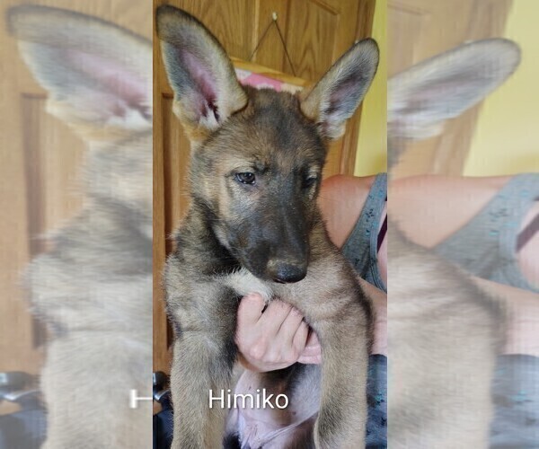 Medium Photo #1 German Shepherd Dog Puppy For Sale in BEAVER FALLS, PA, USA