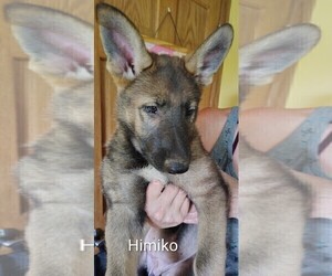 German Shepherd Dog Puppy for Sale in BEAVER FALLS, Pennsylvania USA