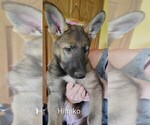 Small German Shepherd Dog