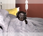 Small Photo #3 Schnauzer (Miniature)-Schnauzer (Standard) Mix Puppy For Sale in ALAMOSA, CO, USA