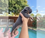 Small Photo #21 Olde English Bulldogge Puppy For Sale in FORT WORTH, TX, USA