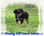 Puppy Altan Miniature Australian Shepherd