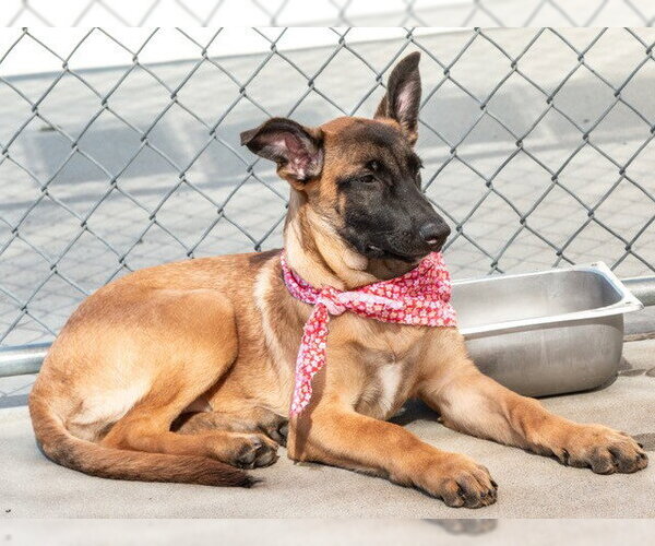 Medium Photo #2 German Shepherd Dog-Unknown Mix Puppy For Sale in San Andreas, CA, USA